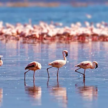 Le Dina Robin, 5mn A Pied, Wi-fi, Parking Prive A 5 Min *